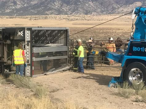 6 cows dead; 3 seriously injured in cattle truck rollover in Tooele County | KUTV