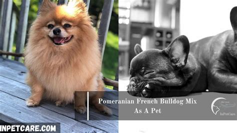 French Bulldog Pomeranian Mix: A Complete Guide (+Pictures)