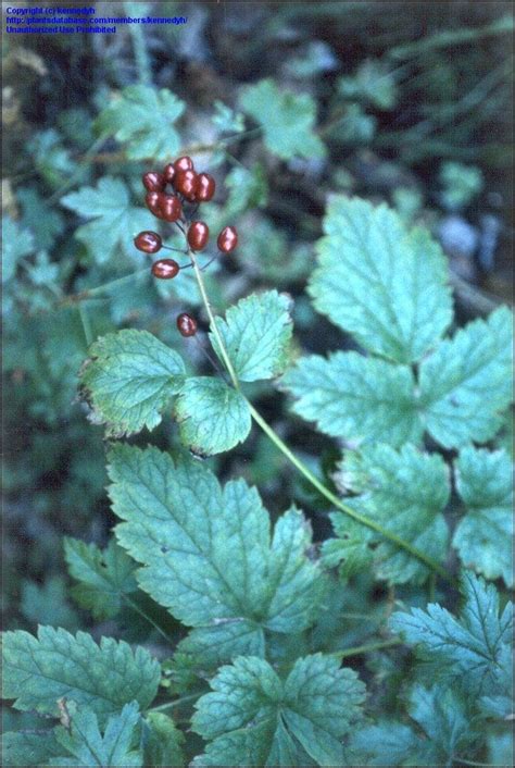 PlantFiles Pictures: Actaea Species, Baneberry, Red Baneberry, Snakeberry (Actaea rubra) by ...