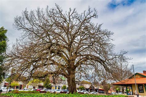 Is Donnybrook, WA a good place to live? | Living in Regional Australia