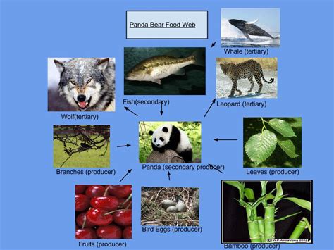 Giant Panda Food Web Diagram