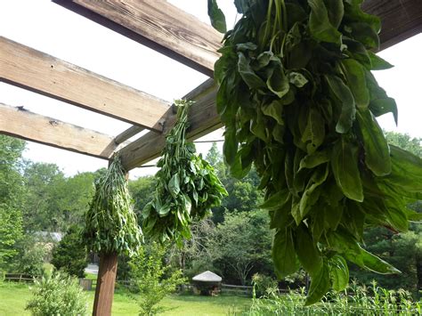 The Culinary Herb Farm: Drying Herbs