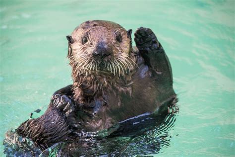 You otter see this: Oregon Zoo's sea otter pup meets an elder, gets ...