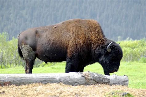 Free picture: bison, free, photo