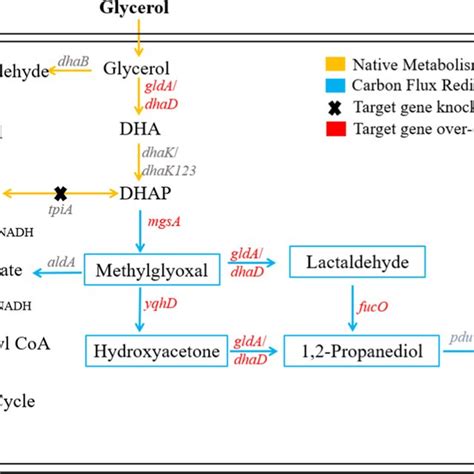 Pathways of 1,2-propanediol synthesis from glycerol in K. pneumoniae.... | Download Scientific ...