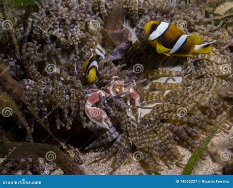 Perfect Underwater Symbiosis between Clownfish, Porcelain Crab and ...