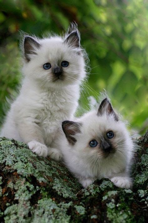 110 SIAMESE & LONG HAIR CATS. ideas | cats, crazy cats, cute cats