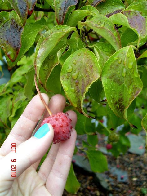 Did you know? Dogwood has edible fruit! | Edible plants, Dogwood trees ...