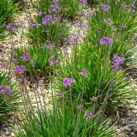 Society Garlic — Green Acres Nursery & Supply