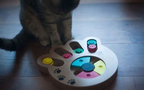 Best Cat Puzzles & Treat Dispensers (Buyer's Guide 2021)» CatPointers