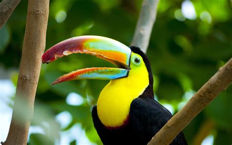 Toco Toucan (Ramphastos toco). | pgcps mess - Reform Sasscer without delay.