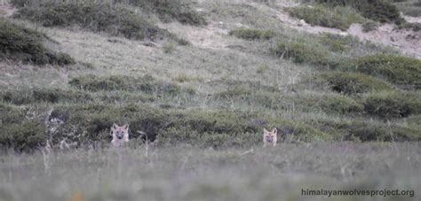 Wolf Research Expedition to Humla western Nepal 2015 | Himalayan Wolves ...