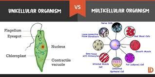 Life Science, Multicellular vs Unicellular Review | 82 plays | Quizizz