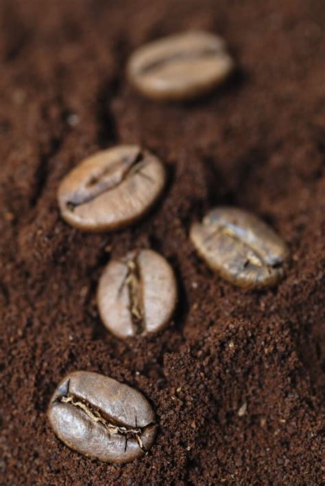 Coffee Grounds Compost - Healthier Steps