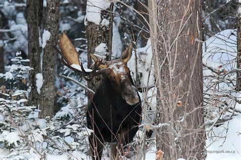 Moose Antlers | Algonquin Provincial Park | The Friends of Algonquin Park