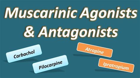 Muscarinic agonists and antagonists - YouTube