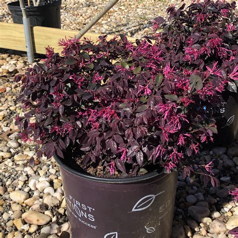 Cerise Charm Loropetalum - 3 gallon container – Lots of Plants | Plants, House plants, Unique ...