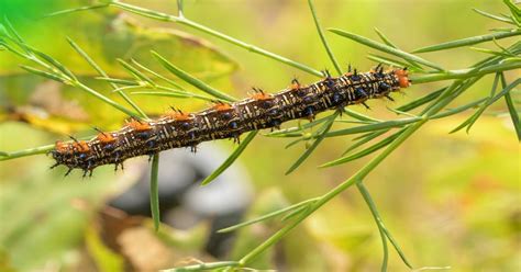 Butterfly Host Plants - Learn About Nature