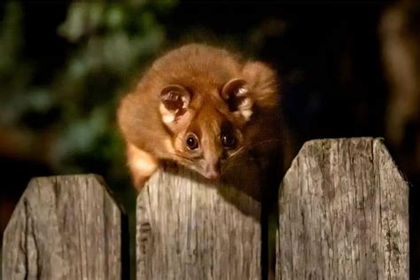 Are Possums Dangerous? Diseases & Demeanor - What Kills It