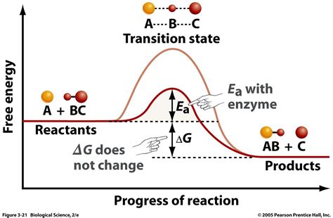 Catalyst: speeds up a chemical reaction by lowering the activation energy Ea of the overall ...