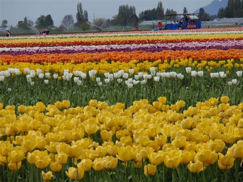 Tulip Festival, Mount Vernon, Washington, USA | Tulip festival, Plants ...