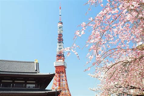 980+ Tokyo Tower Cherry Blossom Stock Photos, Pictures & Royalty-Free ...