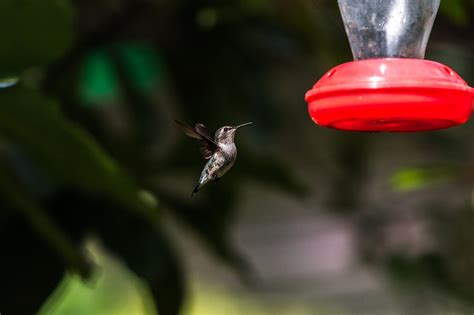 The Hummingbird Migration: One of the Most Incredible Natural Phenomen