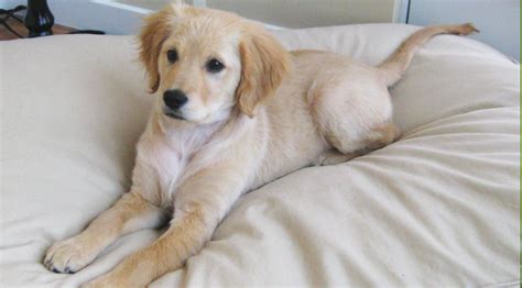 10 Things You Need to Know About the Miniature Golden Retriever