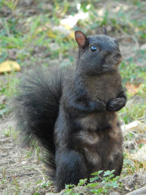 Capital Naturalist by Alonso Abugattas: Black Gray Squirrels?