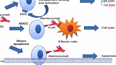 Thuốc Alemtuzumab - YouTube