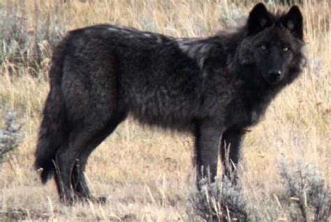 Yellowstone Wolf: Tracking the Packs