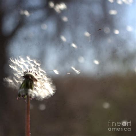 Wish I Could Fly Photograph by Ella Kaye Dickey - Pixels