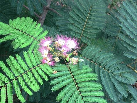 Albizia Julibrissin (Mimosa, Persian Silk Tree, Pink Silk, 47% OFF