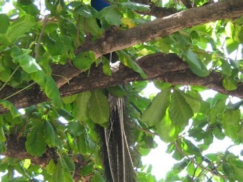 Ramana Ashram | Thiruvannamalai | Tamil Nadu | Ramana Maharishi