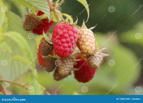 Stages of Fruit Ripening stock photo. Image of nature - 72807348