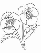 Flores Pansy Dibujos Coloring Para Colorear Dibujo Flowers Flower  sketch template