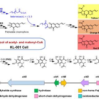 The biosynthesis of citrinin and Monascus Red pigments. (A) The... | Download Scientific Diagram