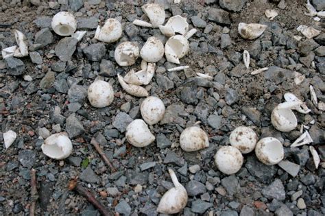 Today at Kingsford – Snapping Turtle eggs