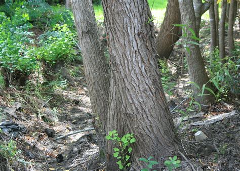 Consider recovery options for storm-damaged trees | Page 134 | Mississippi State University ...