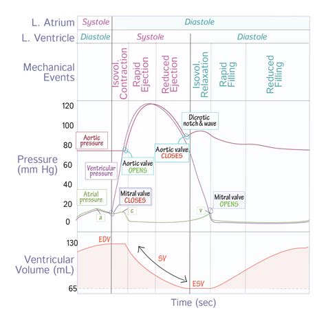 Physiology Glossary: Left Ventricular Pressure & Volume Changes (Wigger's Diagram) | Draw It to ...