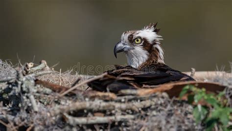 Osprey in Florida stock image. Image of portrait, deer - 140629097