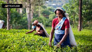 5 Surprising Benefits of Assam Tea | Assam Tea History