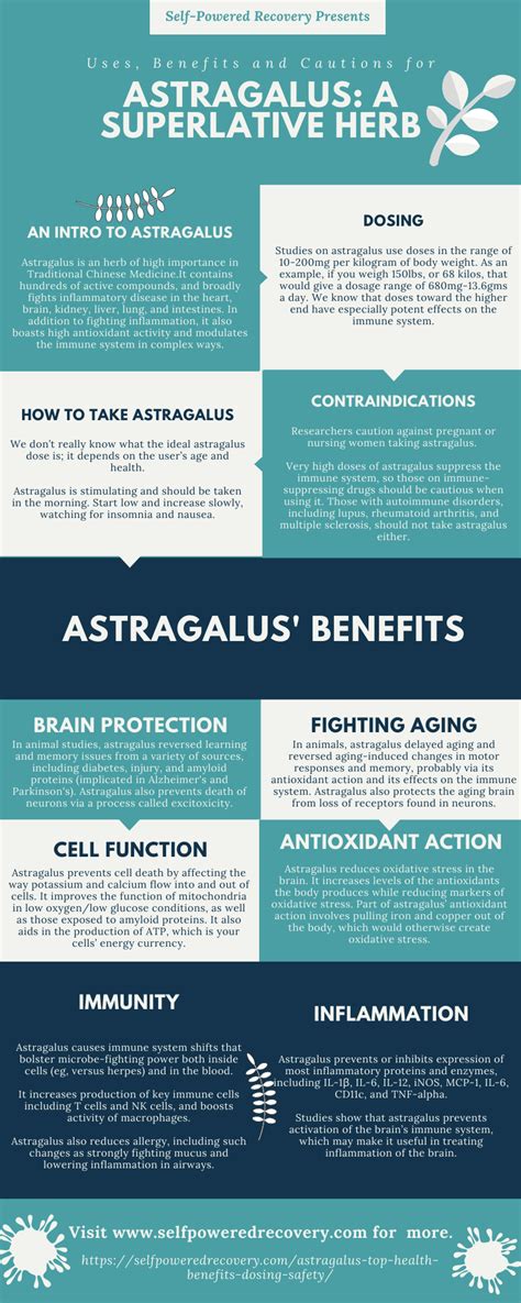 Astragalus: a superlative herb (benefits, uses and cautions) | Fights ...