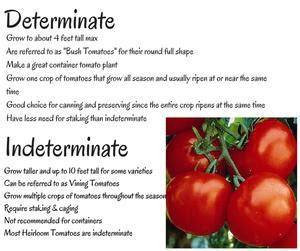 Determinate vs Indeterminate - Wenke Greenhouses