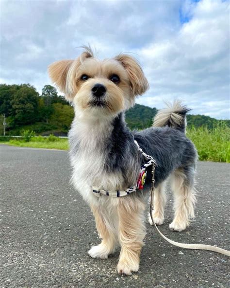 Maltese Terrier Mix: Info, Pictures, Facts, Traits, FAQs & More