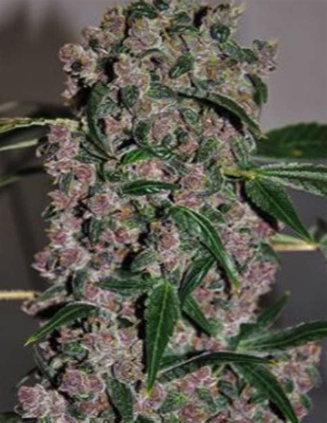 Best Girl Scout Cookies Seeds for Sale