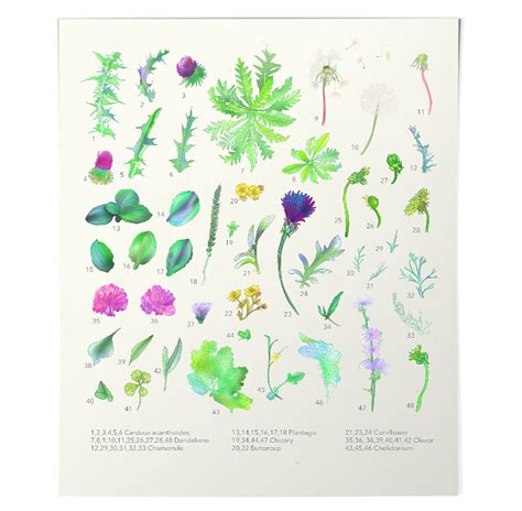 Medicinal plants. Book Illustration. on Behance