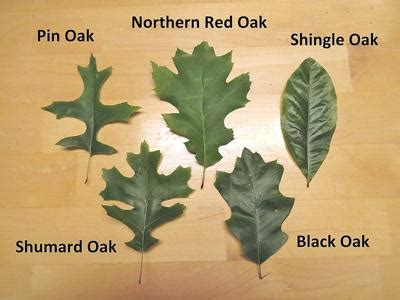 On Nature column: Here's how to see red with five species of oak ...