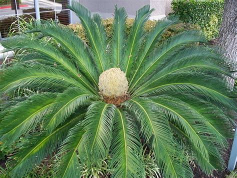 Propagation: Sago palm - seed advice and ID needed please, 1 by LazLo