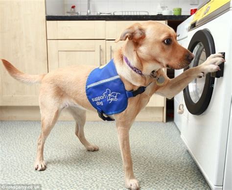 What Qualifies a Dog to Be a Service Dog? - Service Dog Certifications